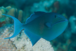 BD-120425-Marsa-Alam-6478-Odonus-niger-(Rüppell.-1836)-[Red-toothed-triggerfish.-Blå-tryckare].jpg